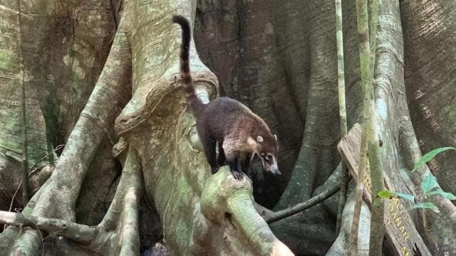 Corcovado National Park, San Pedrillo Station, 1-day hike