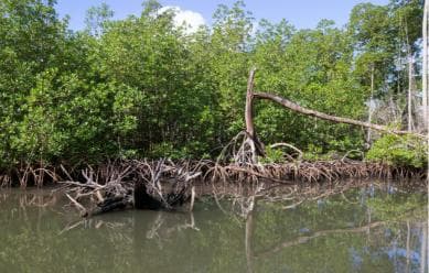 Punta Cana: Haitises, Cano Hondo, Redonda Mountain Day Trip