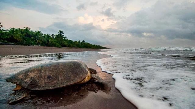 Tortuguero: Turtle Nesting Night Tour