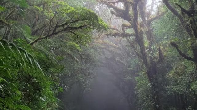 Monteverde: Enjoing the clouds in Monteverde