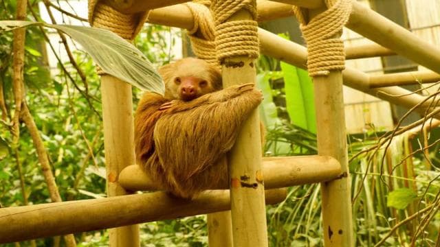 Monteverde: Suspension Bridges, Sloths, and Butterflies