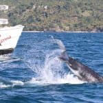 Samana: Bay of Samana Whale Watching Experience