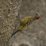 Birding: 4 Days of Bird Watching Dominican Republic