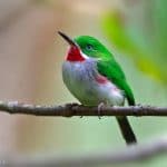 Private Birding Tours of the Dominican Republic