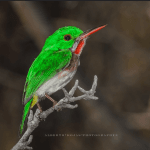 Sabana de la Mar: Bird Watching & Los Haitises National Park