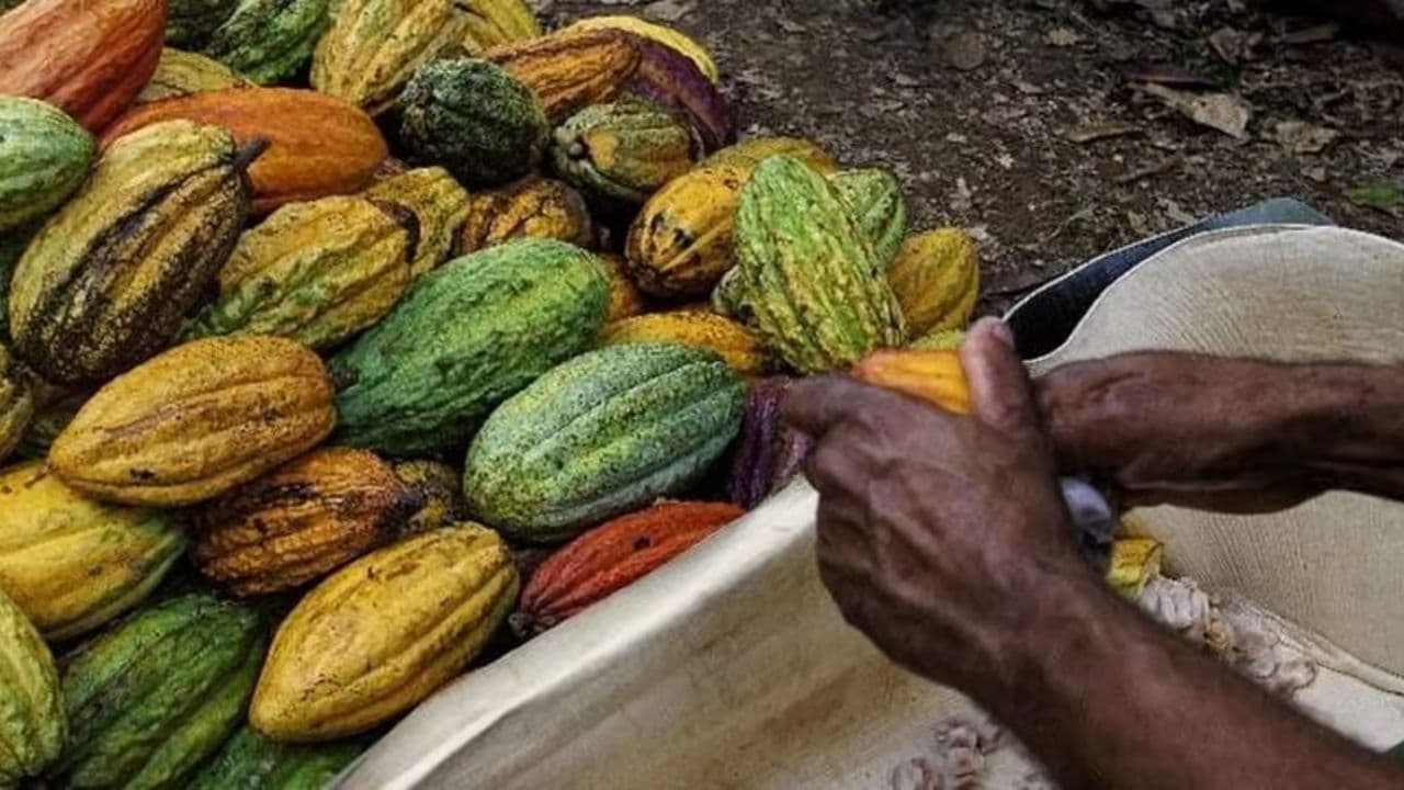 Punta Cana: Higuey, Coffee and Cocoa Tasting Tour with Lunch - Dominican Republic