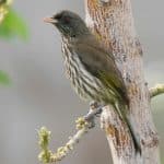 Birdwatching in Los Haitises National Park