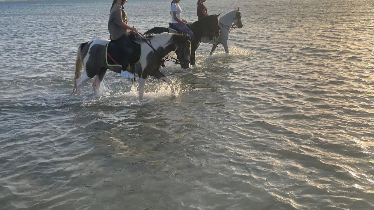 2hour horseback riding adventure on the beach jungle & river