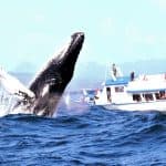 Excursion Whale Watching Samaná bay + Cayo Levantado from Puerto Plata (Private Transportation)