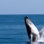 Samana: Guided Day Trip with Buffet Lunch and Whale Watching