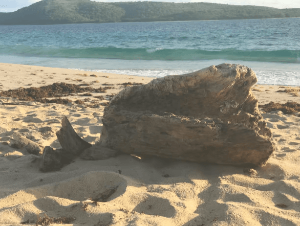 San Juan: Hin- und Rücktransport zum Ceiba-Fährterminal - Dominican Republic