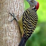 Package Birding 7 Days “Bird Watching”
