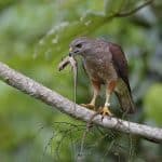 Birdwatching in Los Haitises National Park