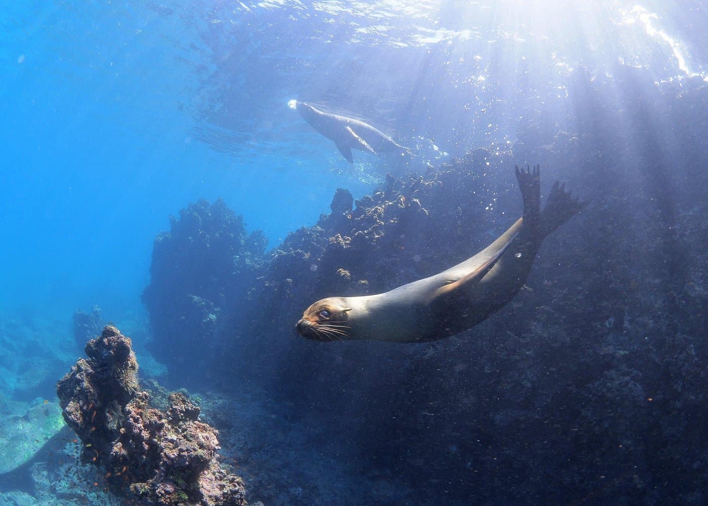 Isla Pinzón - Day Tour - From Santa Cruz - Islas Galápagos