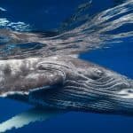 Whale Watching + Cayo Levantado Freedom