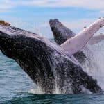 Samaná Whale Watching & Cayo Levantado (Bacardi Island) From La Romana