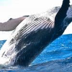 Samaná Whale Watching & Cayo Levantado (Bacardi Island) From Bayahibe - Dominican Republic