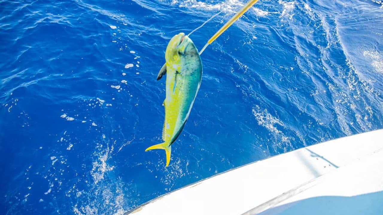 From Punta Cana: Deep Sea Fishing Tour by Boat with Drinks