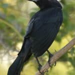 Private Birding Tours of the Dominican Republic