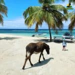 Saona Island Private Tour from Punta Cana Hotels – Punta Cana Lobby
