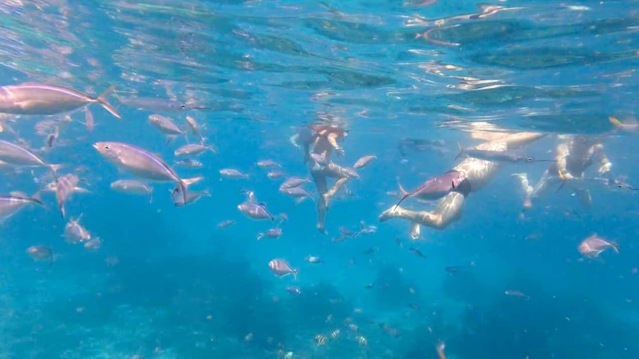 Punta Cana: Full-Day Snorkeling Tour to Catalina Island - Dominican Republic