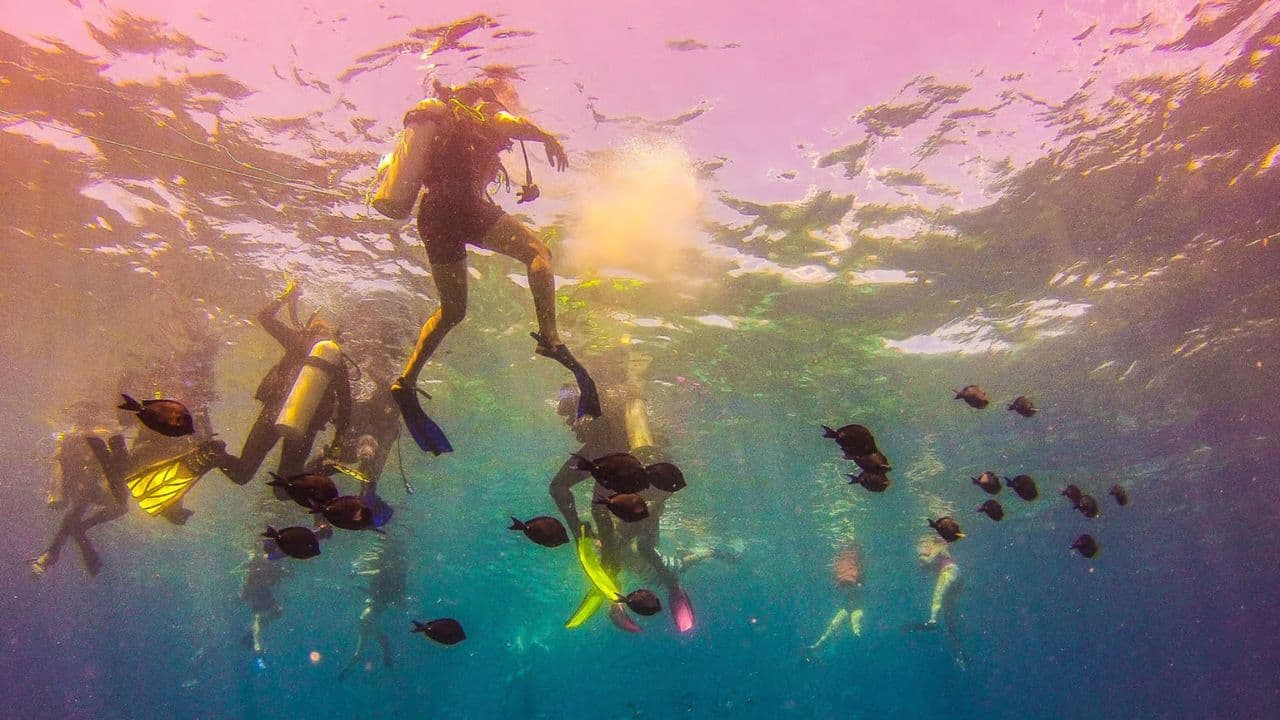 La Romana: Catalina Island Full-Day Snorkeling Tour