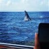 Luxury Whale Watching Experience – Samaná, Dominican Republic