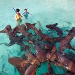 Four Adventures: Parasailing, Snorkeling Cruise, Sharks & Rays in Natural Pools from Punta Cana
