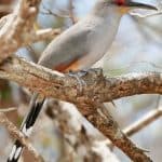 Birdwatching in Los Haitises National Park