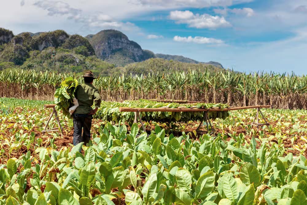 Viñales Valley Day Trip