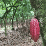 Cocoa Trail & Making of Chocolate Tour from Santo Domingo
