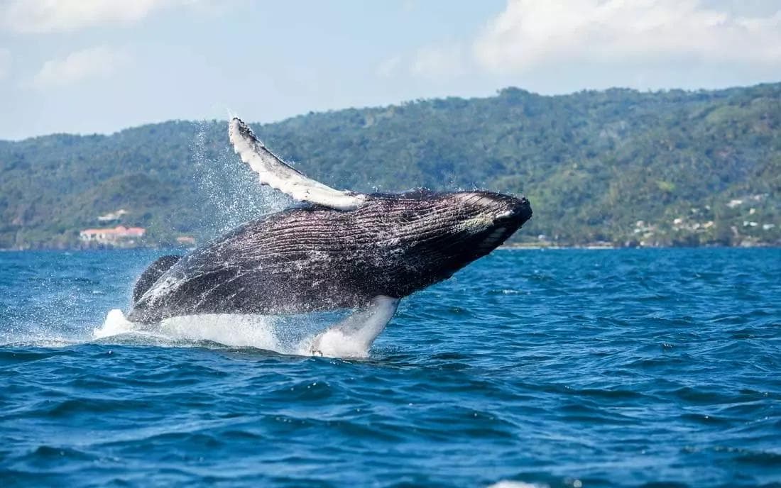 Whale Watching from Bayahibe: Half-Day Tour Guide - Dominican Republic