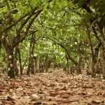 Cocoa Trail & Making of Chocolate Tour from Santo Domingo