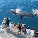 Samaná Whale Watching & Cayo Levantado (Bacardi Island) From La Romana