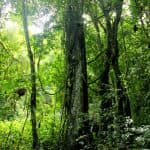 Los Haitises All In One (Kayaking, Hiking, Boating, Caving, Swimming Natural Pool & Lunch) From Las Terrenas