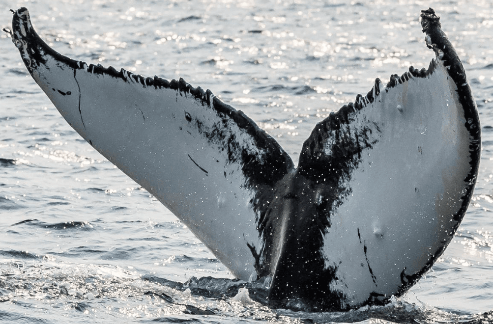 Comment choisir un circuit d'observation des baleines responsable à Samaná